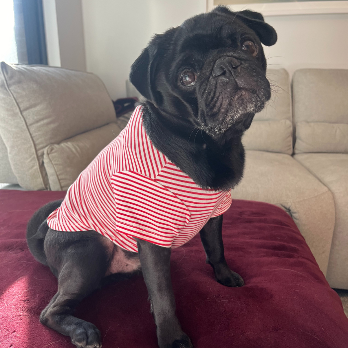 Pet T-Shirt - Cozy Stripe