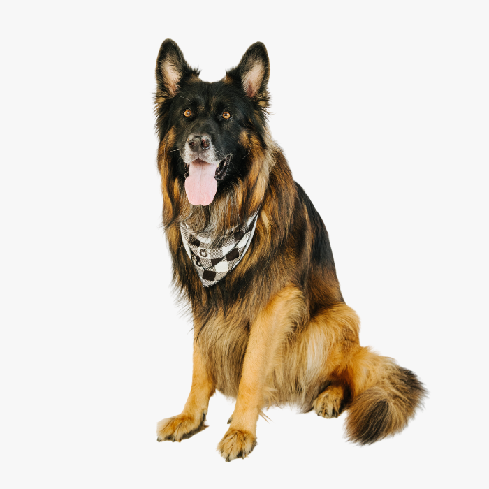 Pet Bandana - Black Sheep