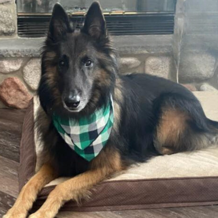 Pet Bandana - Indigo Buffalo