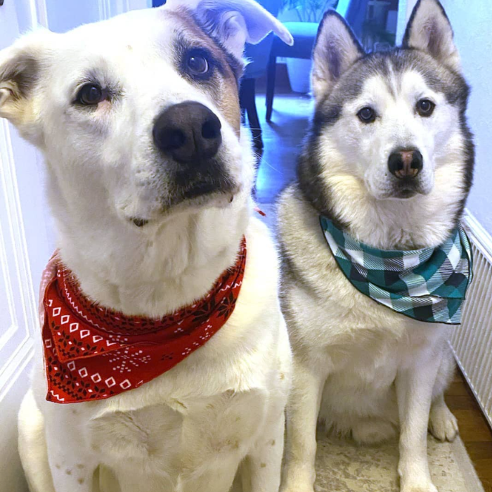 Pet Bandana - Indigo Buffalo
