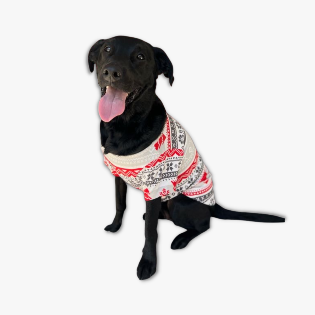 dog wearing pet t-shirt nordic fair isle