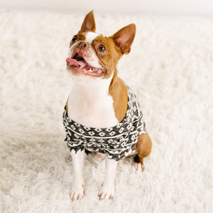 Pet T-Shirt - Baby It's Cold Outside Fair Isle